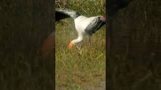 Painted stork hunting for fishes at Bharatpur Rajasthan India [upl. by Euqinorev97]