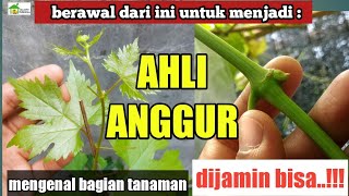 Mengenal bagianbagian tanaman anggur agar mahir merawat dan membuahkan [upl. by Anirehc134]