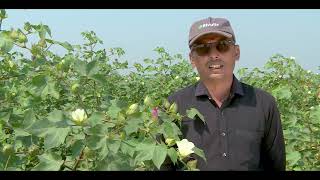 Rivulis Drip Irrigation in cotton  Hindi  Gujarat  Rivulis Irrigation India Pvt Ltd [upl. by Karlin343]