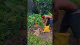 Applying manure to plantain farm plantains plantainfarming manuretips [upl. by Tobi]