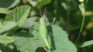 Beautiful Grasshopper selyan1980 [upl. by Riti]