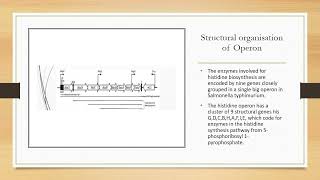 Histidine operon [upl. by Dibbrun]