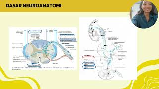 DORSAL ROOT SYNDROME  Student Project SGD A10 [upl. by Anelahs]