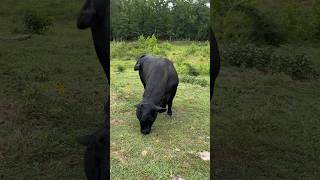 Daily Danny Enjoying that grub brangus ranch bull farming ranching animals shortsfeed [upl. by Ameerahs]