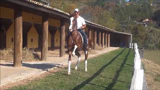 Imperio cavalo mangalarga quotmaquina quentequot Hipica Rancho Novo [upl. by Edak]