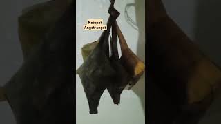 Masak Ketupat buat besok Ketupat youtubeshorts [upl. by Iolande]