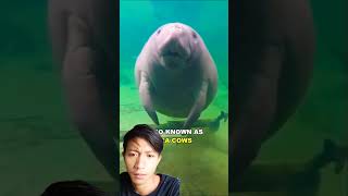 Manateemanatee water subscribe fypシ゚viral shorts [upl. by Rotsen136]