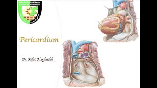 Pericardium [upl. by Anneliese579]