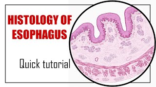 Histology of Esophagus  Fast Animated Histology Tutorial [upl. by Kohn986]