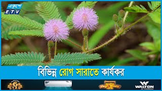 লজ্জাবতী গাছের যত ঔষধি গুণ  ETV Lifestyle [upl. by Marmawke]