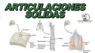 Las Articulaciones Sólidas  Clasificación y ejemplos [upl. by Akira]