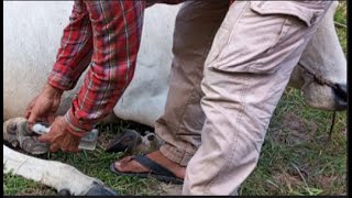 cows INTENSELY PAINFUL foot Clean cow nails directly turnphinshort [upl. by Coniah]