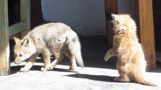 Fox Cub vs Kitten  cutest thing Ive ever seen [upl. by Nauht]