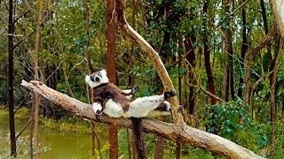 Island of Lemurs Madagascar  TV Spot 2 HD [upl. by Dee844]