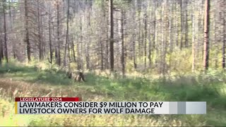 NM politicians consider 9 million to pay livestock owners for wolf damage [upl. by Erdeid]