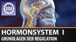 Trailer  Hormonsystem I  Grundlagen der Regulation  Biologie  Schulfilm [upl. by Akirdnas]