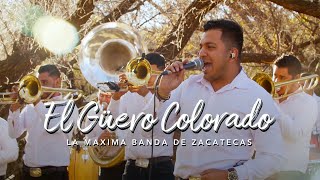 El Guero Colorado En Vivo La Maxima Banda De Zacatecas [upl. by Kamat]