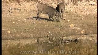 Sounder of Wild pig grazing at Bandhavgarh waterhole [upl. by Kolnos344]