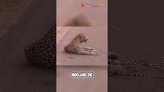 ¡¡¡Leopardo cazando a puercoespín curiosidadesanimales curiosidades animales sabiasque [upl. by Lalo]