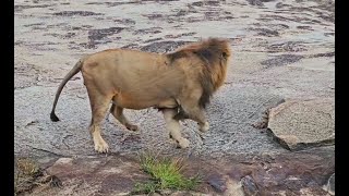 Kambula Male Lion Quenching his thirst  Mapogos Great Grandson  12 May 2024 [upl. by Illoh]