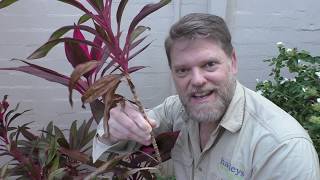 How To Grow a Cordyline From Cuttings and Growing Tips [upl. by Luann]