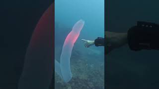 Pyrosome in Tenerife Rare sighting of Huge Pyrosoma Atlanticum whilst diving in the Canary Islands [upl. by Ule117]