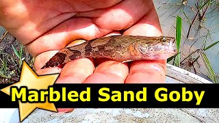 WILD Marble Sand Goby Fish Grow FAST [upl. by Yecnay280]