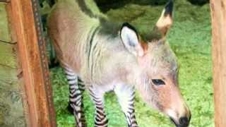 Ippo lo zonkey nato a Firenze [upl. by Carper]