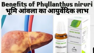 Benefits of Phyllanthus niruriफिलैन्थस निरुरी का आयुर्वेदिक लाभ [upl. by Anirtac]