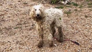 A stray dog with a broken leg was found by the river covered in Stachys byzantina，Looks so pitiful！ [upl. by Ecirtel]