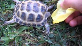 Comment soccuper dune tortue [upl. by Ynahpit]