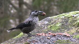 NÖTKRÅKA Spotted Nutcracker Nucifraga caryocatactes Klipp  1453 [upl. by Tuinenga]