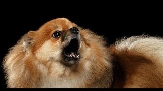 POMERANIAN BARKING  POMERANIAN HOWLING AND BARKING COMPILATION 2016 [upl. by Arlie804]