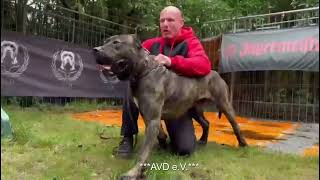 Chuto de Reganados  De la Arena kennel  Presa Canario  Working K9 protection  Tenerife  Germany [upl. by Llennahc847]