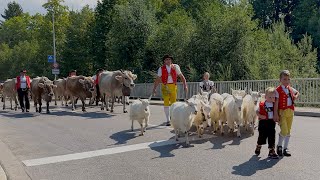 Swiss Cattle Drive 2023  with goats cows and the bull through Appenzell in Switzerland [upl. by Suzi590]