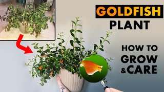 How do you take care of a goldfish plant  Are Goldfish plants easy to take care for [upl. by Togram]