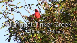 Pilgrim at Tinker Creek chapter 7 discussion [upl. by Anileve]