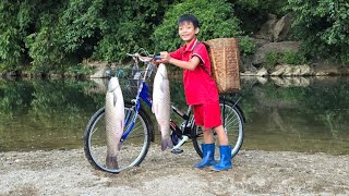 Bacs fishing skills using bamboo poles for fishing harvest 125kg of giant fish [upl. by Hardigg]