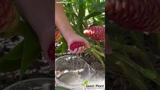 Shampoo Ginger Live Plant seed2plant 🌱 [upl. by Yllop]