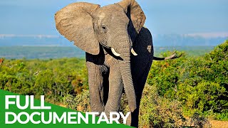 Wildlife  Episode 5 Elephants of Africa amp Asia  Free Documentary Nature [upl. by Ellinad]