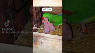 ringneck parrot chicks🦜 shortminivlog [upl. by Sert612]