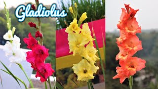 How to grow Gladiolus From Bulbs or Corms in Pot  Winter Flower Gladiolus With update [upl. by Calesta]