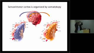 Touchandgo Sensorimotor Processing in Neurotypical and Clinical Populations [upl. by Aihseken]