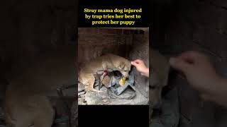 Injured stray mama dog protecting her puppy cried grateful tears after being rescued [upl. by Curzon912]