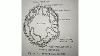 Balanoglossus  T S of Body passing through post Hepatic intestine [upl. by Aneroc595]