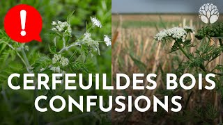 Cerfeuils  attention aux confusions [upl. by Hsirk]