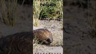 Animal Name Origins quotPangolinquot pangolin name origins fun wildlife [upl. by Nahshun380]