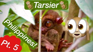 Finding Tarsiers Tiny Monkeys With Huge Eyes  Philippines Pt 5  The Williams Fam [upl. by Swift342]