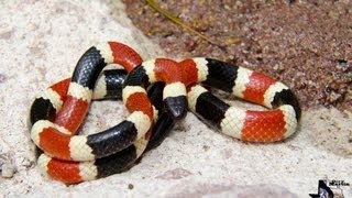 Arizona Coral Snake [upl. by Juan]