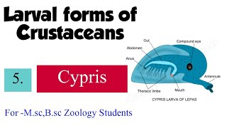 Part5 Larval forms of CrustaceaCypris For Msc Bsc Zoology Students [upl. by Sheya894]